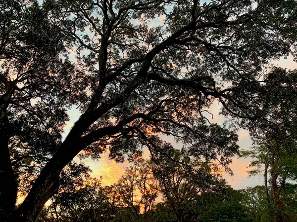 Sole Che Tramonta Tra Gli Alberi Alla Fine Della Giornata — Foto Stock