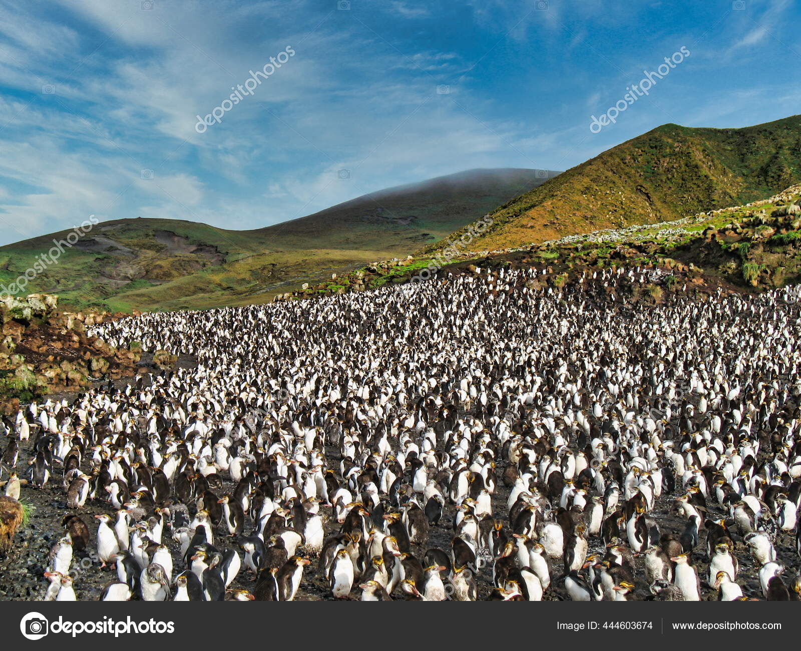 ロイヤル ペンギン写真素材 ロイヤリティフリーロイヤル ペンギン画像 Depositphotos ロイヤル ペンギン写真素材 ロイヤリティフリーロイヤル ペンギン画像 Depositphotos