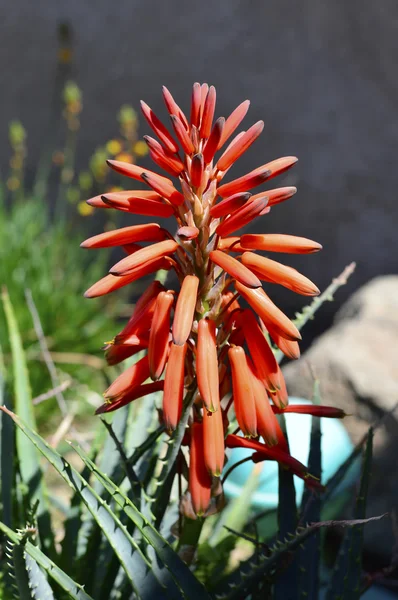 Aloe Vera flower — Stock Photo, Image