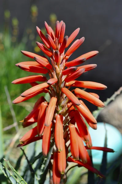Aloe vera fleur — Photo