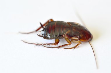 Close-up of brown cockroach clipart