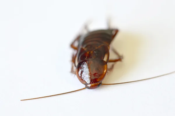 Close-up de barata marrom — Fotografia de Stock