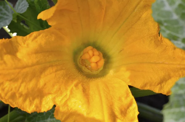 Squash yellow  blossom — Stock Photo, Image