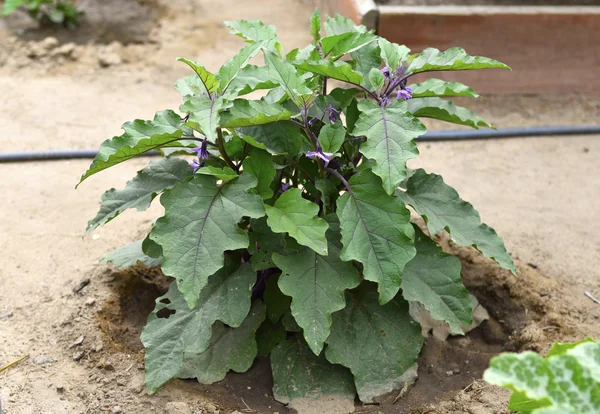 Eggplant new plant — Stock Photo, Image