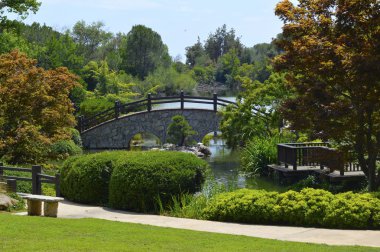 yeşil bir Japon bahçesi