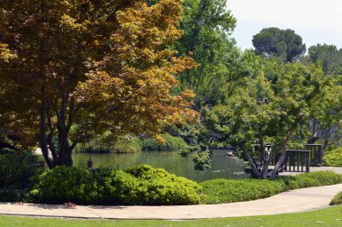 yeşil bir Japon bahçesi