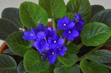 Bir tencerede African violet