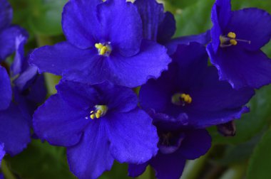 Bir tencerede African violet