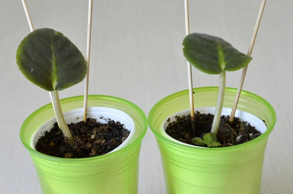 African violet zaailing — Stockfoto