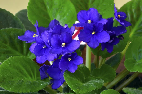 stock image African violet in a pot