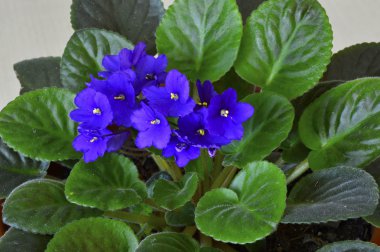 Bir tencerede African violet