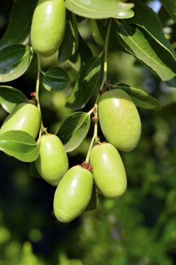 Jojoba yeşil bitki