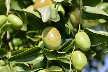 Jojoba yeşil bitki