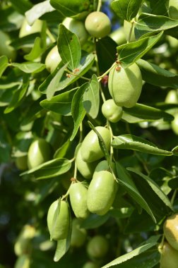 Jojoba yeşil bitki