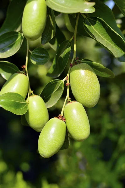 Roślin jojoba zielony — Zdjęcie stockowe