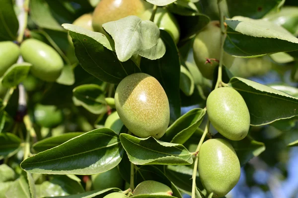 Jojoba zöld növény — Stock Fotó