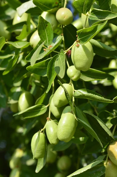 Jojoba zöld növény — Stock Fotó