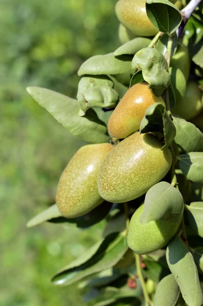 Jojoba zöld növény — Stock Fotó