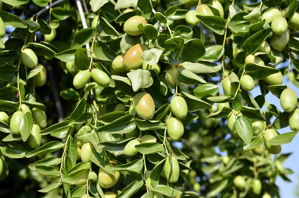 Φυτό jojoba πράσινο Εικόνα Αρχείου