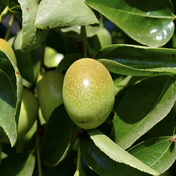 Jojoba groene plant Rechtenvrije Stockafbeeldingen