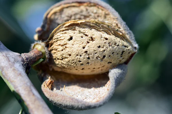 Amandel op boom. — Stockfoto