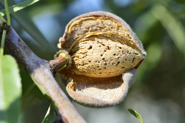 Almond  on  tree. — Stock Photo, Image
