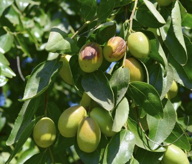 Jojoba yeşil bitki