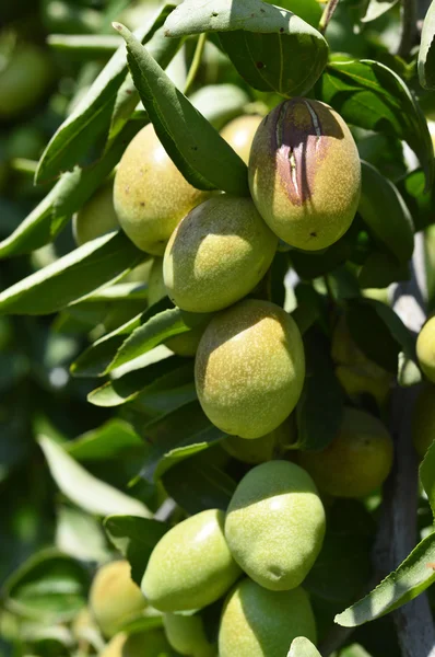 緑のホホバの植物 — ストック写真