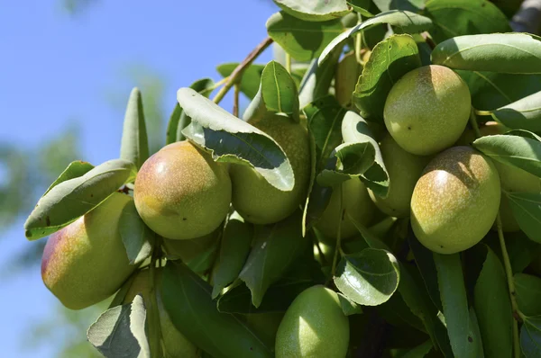 Jojoba zöld növény — Stock Fotó