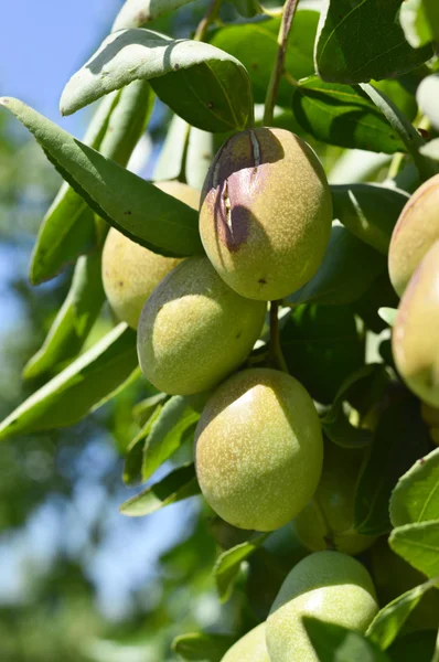 Jojoba grön växt Stockfoto