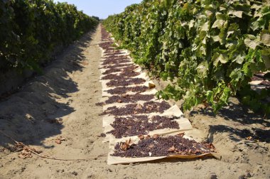 Güneşte kurutulmuş kuru üzüm