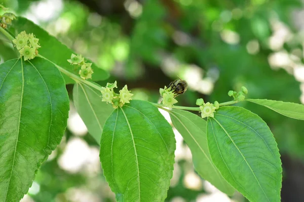 Jojoba Kvetoucí Strom Květiny — Stock fotografie