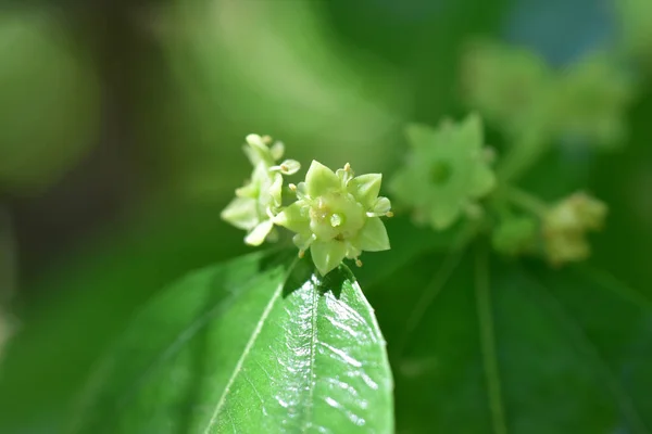 Jojoba Kvetoucí Strom Květiny — Stock fotografie