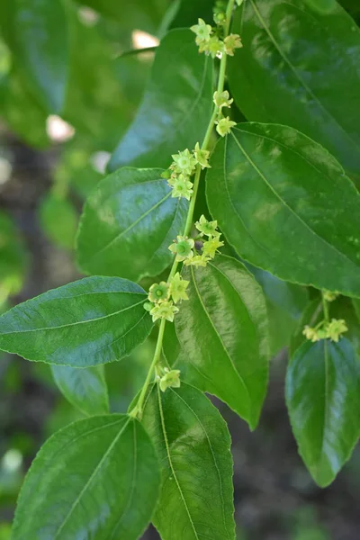 Jojoba Kwitnące Drzewa Kwiaty — Zdjęcie stockowe