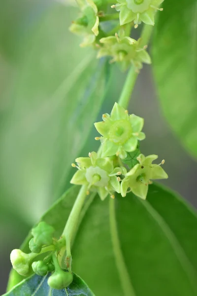 Jojoba Blooming Tree Flowers — Stock Photo, Image