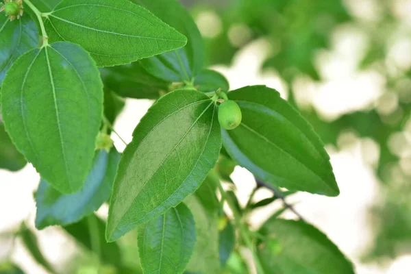 Jojoba Blommande Träd Blommor — Stockfoto