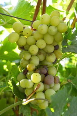 Çürük üzüm enfeksiyon demet.