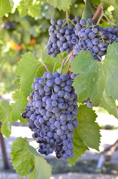 Wino z winogron. — Zdjęcie stockowe