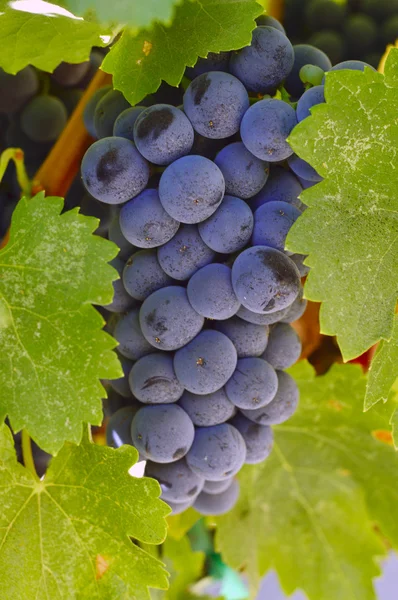 Uvas de vinificación . — Foto de Stock