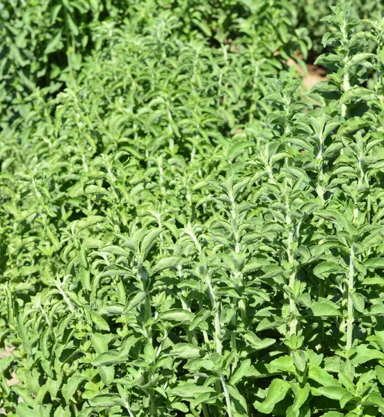 Stevia plant. — Stock Photo, Image