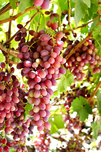 Uvas de vinho . — Fotografia de Stock