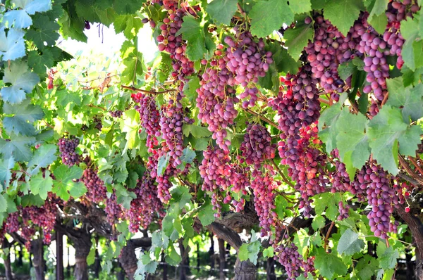 Uvas de vinificación . —  Fotos de Stock