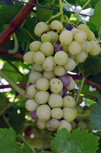 Bunch rot grapes infection. — Stock Photo, Image