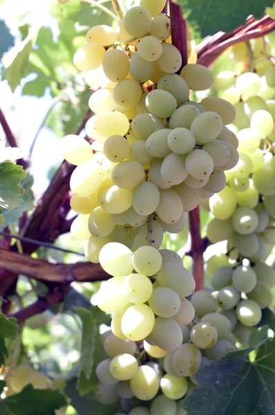 Wine grapes. — Stock Photo, Image