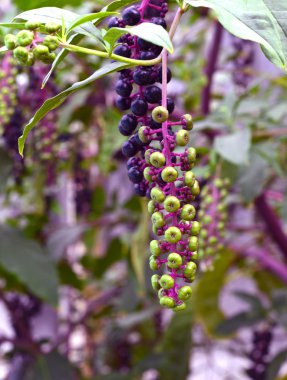 Phytolacca americana, Pokeweed .