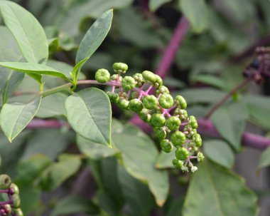 Phytolacca americana, Pokeweed .