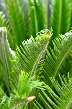 Sago palmiye yaprakları. 