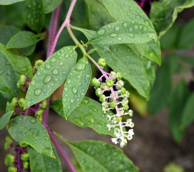 Phytolacca americana, Pokeweed .