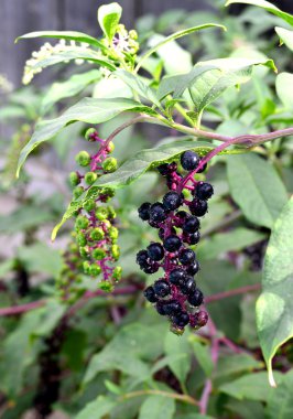 Phytolacca americana, Pokeweed .