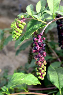 Phytolacca americana, Pokeweed .